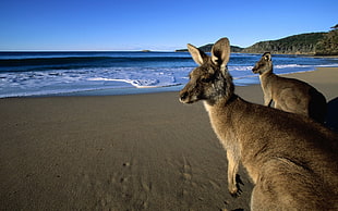 two kangaroo near sea at daytime